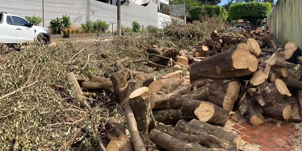 Aluguel de caçamba para descarte de resíduos de jardinagem em Maringá